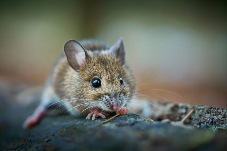 Pièges à souris - Aspectek Test HR2901 : Avis et Prix 2026