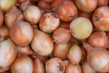 L'oignon cru est-il bon pour les rhumes ?